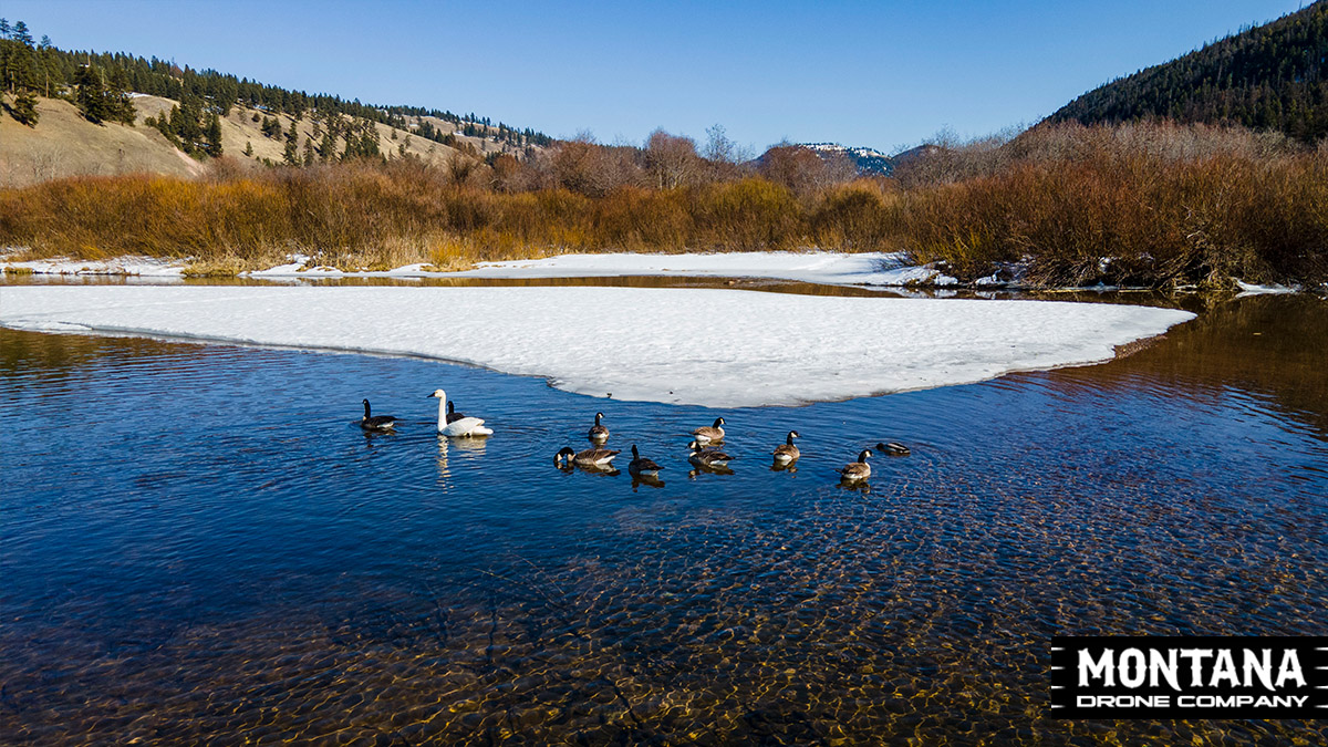 A Fowl Gathering Geese Swimming In Montana Pond