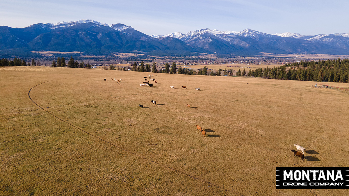 cattle of the bitterroot missoula mt drone photograph