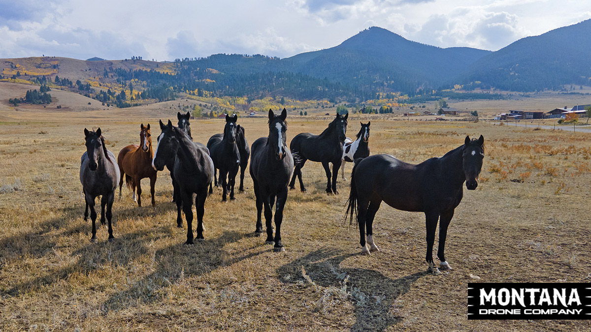 Curious Horses Viewing Drone Real Estate Photo Shoot