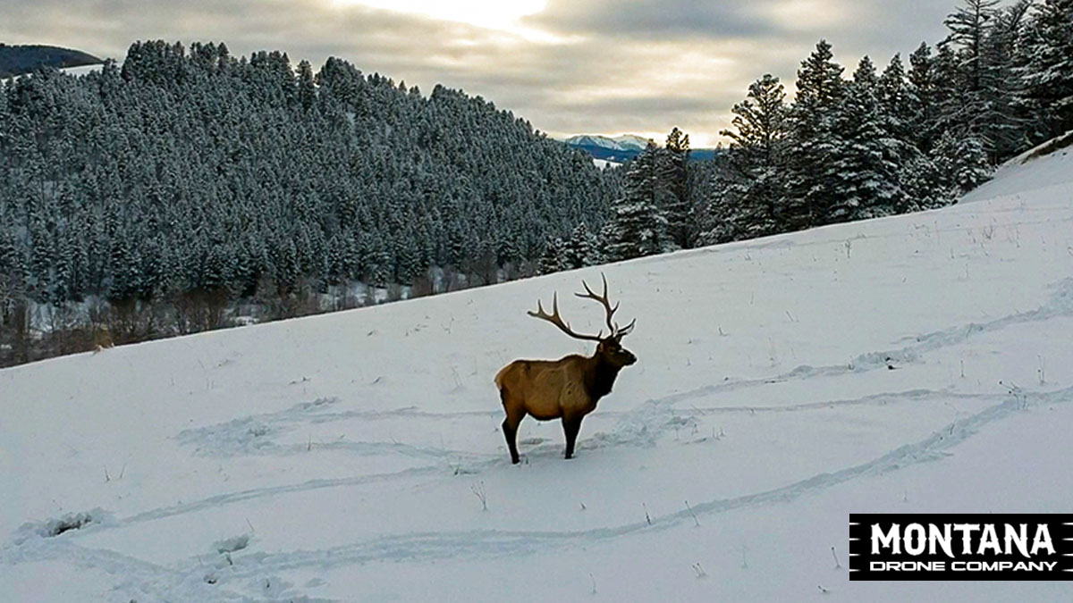 Montana Six Point Bull Elk Drone Video | Big Sky Montana