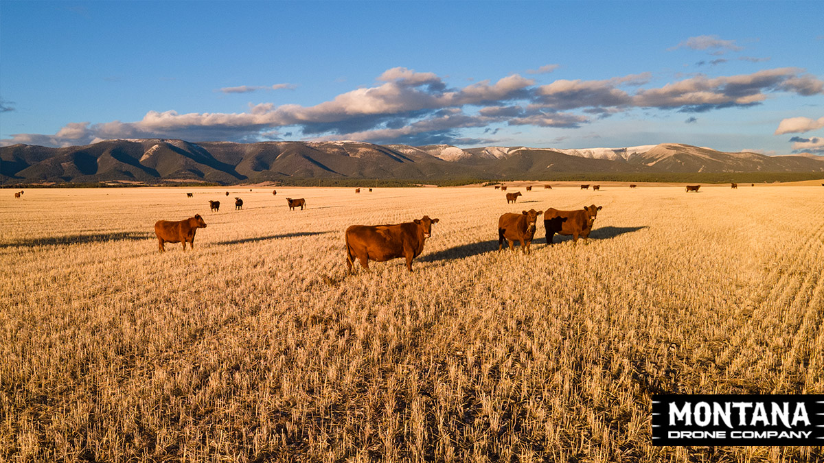 Red Angus Cattle Snowy Mountains Montana