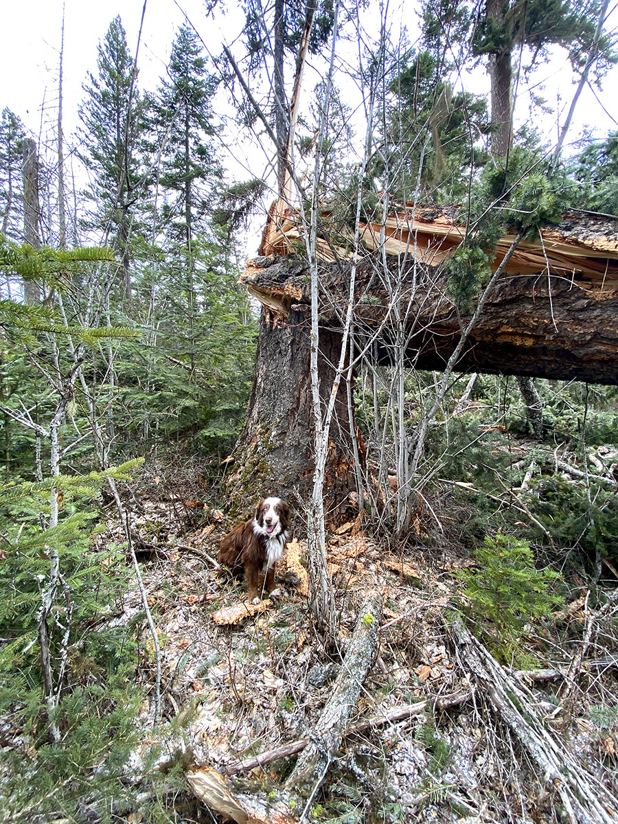 Savage Windstorm Photograph 1