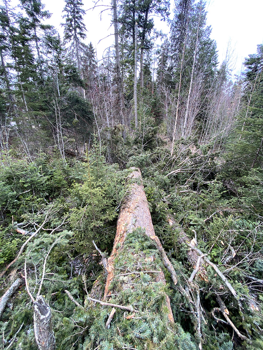 Savage Windstorm Photograph 2