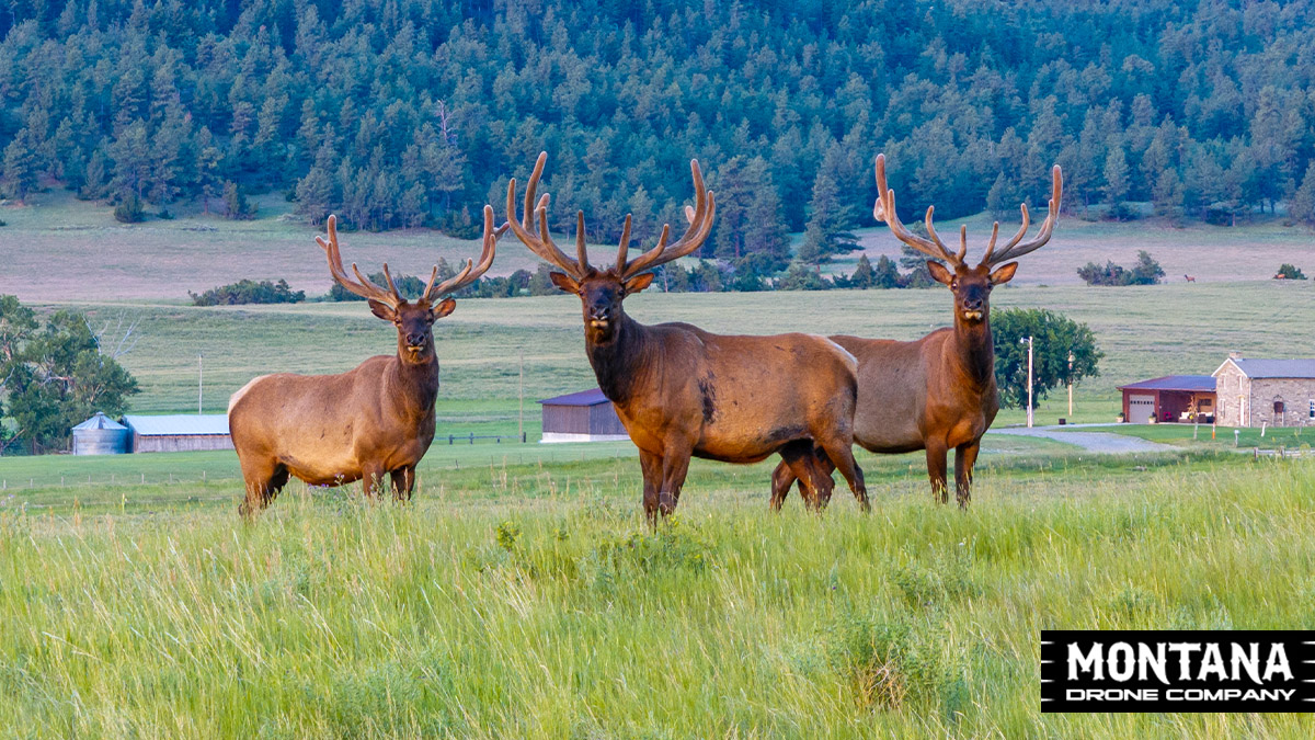 Three Montana Bull Elk In Velvet Pilot Fischer