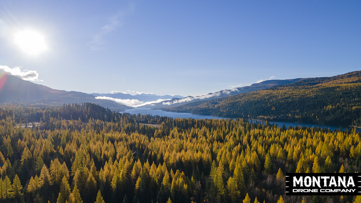 Western Larch Trees Montana Fall Colors Picture